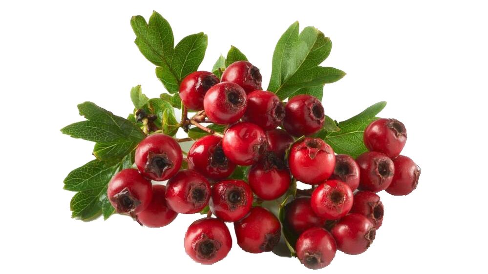 Hawthorn la Tonerin